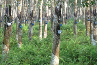 E-agriculture Project in Rubber Industry